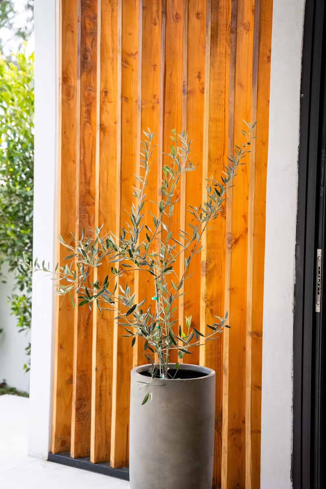 Architectural wood slat detail with olive tree in concrete planter